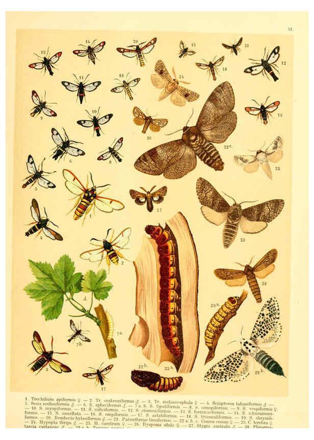 Reproducción/Reproduction 6058533891: Fr. Berge's Schmetterlingsbuch nach dem gegenwärtigen Stande der Lepidopterologie neu bearb. und hrsg. von Professor Dr. H. Rebel ... Stuttgart,E. Schweizerbart,1910