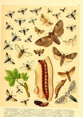 Reproducción/Reproduction 6058533891: Fr. Berge's Schmetterlingsbuch nach dem gegenwärtigen Stande der Lepidopterologie neu bearb. und hrsg. von Professor Dr. H. Rebel ... Stuttgart,E. Schweizerbart,1910