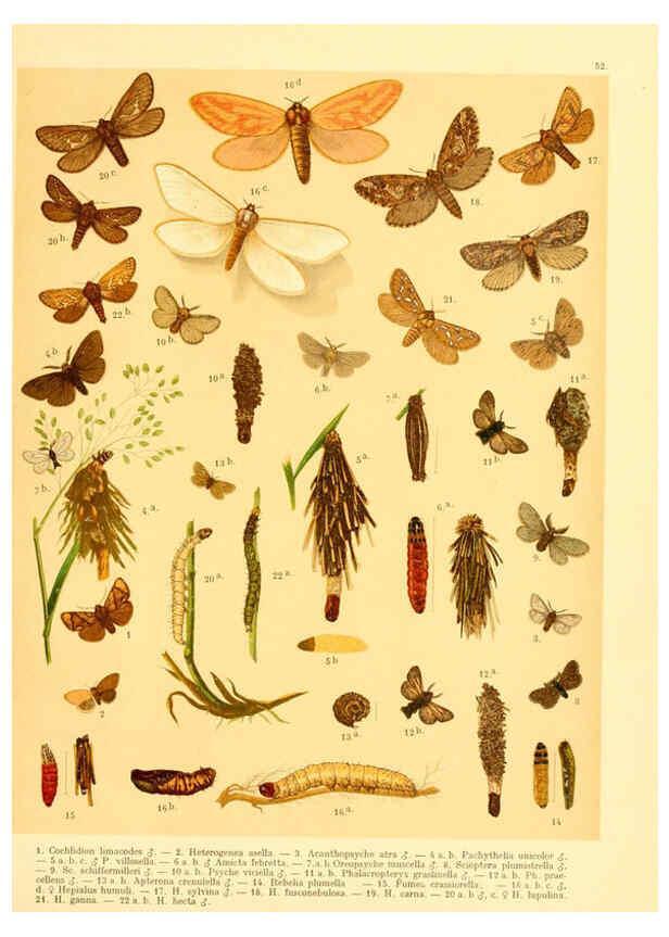 Reproducción/Reproduction 6058534151: Fr. Berge's Schmetterlingsbuch nach dem gegenwärtigen Stande der Lepidopterologie neu bearb. und hrsg. von Professor Dr. H. Rebel ... Stuttgart,E. Schweizerbart,1910