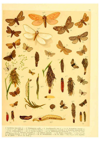 Reproducción/Reproduction 6058534151: Fr. Berge's Schmetterlingsbuch nach dem gegenwärtigen Stande der Lepidopterologie neu bearb. und hrsg. von Professor Dr. H. Rebel ... Stuttgart,E. Schweizerbart,1910