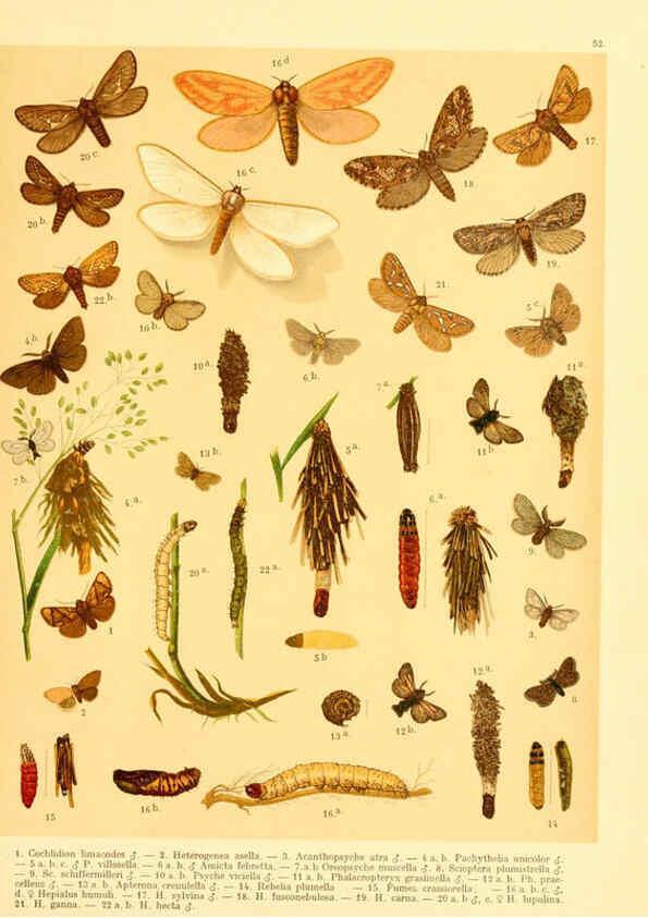 Reproducción/Reproduction 6058534151: Fr. Berge's Schmetterlingsbuch nach dem gegenwärtigen Stande der Lepidopterologie neu bearb. und hrsg. von Professor Dr. H. Rebel ... Stuttgart,E. Schweizerbart,1910
