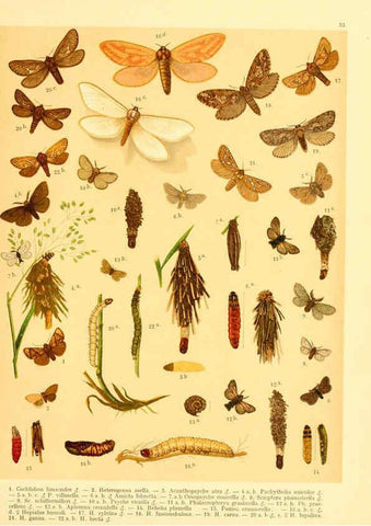 Reproducción/Reproduction 6058534151: Fr. Berge's Schmetterlingsbuch nach dem gegenwärtigen Stande der Lepidopterologie neu bearb. und hrsg. von Professor Dr. H. Rebel ... Stuttgart,E. Schweizerbart,1910
