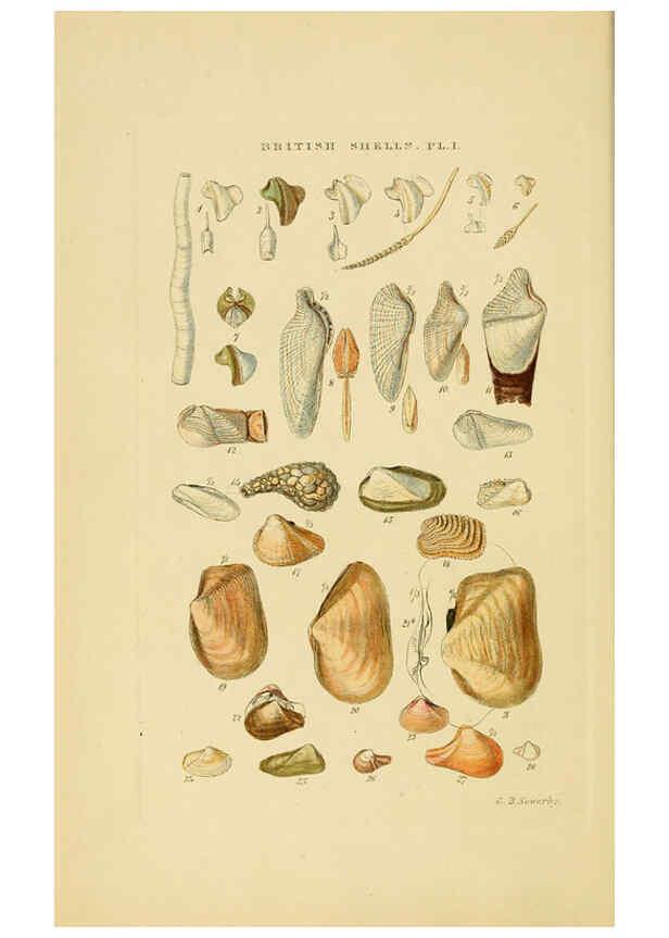 Reproducción/Reproduction 6059134842: Illustrated index of British shells London :Simpkin, Marshall, and Co., and the Author,1859
