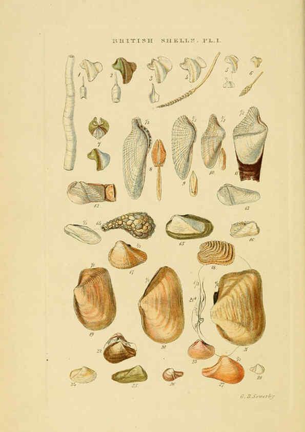 Reproducción/Reproduction 6059134842: Illustrated index of British shells London :Simpkin, Marshall, and Co., and the Author,1859