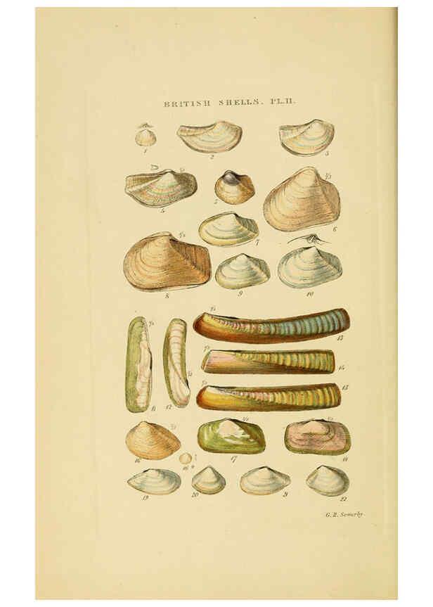 Reproducción/Reproduction 6058587271: Illustrated index of British shells London :Simpkin, Marshall, and Co., and the Author,1859
