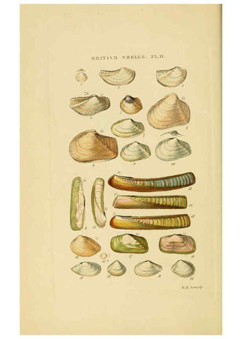 Reproducción/Reproduction 6058587271: Illustrated index of British shells London :Simpkin, Marshall, and Co., and the Author,1859