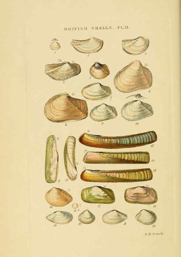 Reproducción/Reproduction 6058587271: Illustrated index of British shells London :Simpkin, Marshall, and Co., and the Author,1859