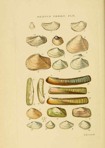 Reproducción/Reproduction 6058587271: Illustrated index of British shells London :Simpkin, Marshall, and Co., and the Author,1859