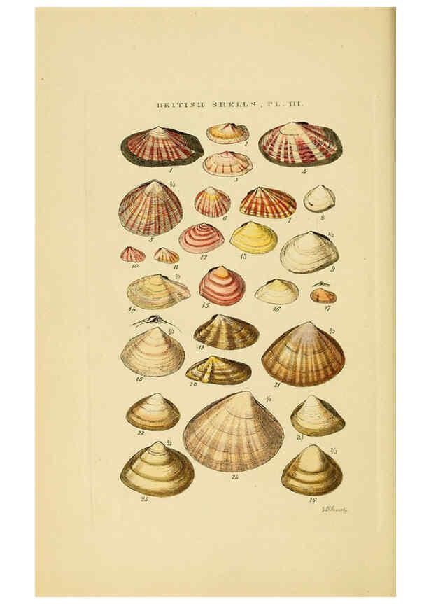 Reproducción/Reproduction 6058587439: Illustrated index of British shells London :Simpkin, Marshall, and Co., and the Author,1859