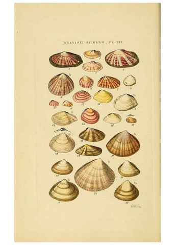 Reproducción/Reproduction 6058587439: Illustrated index of British shells London :Simpkin, Marshall, and Co., and the Author,1859