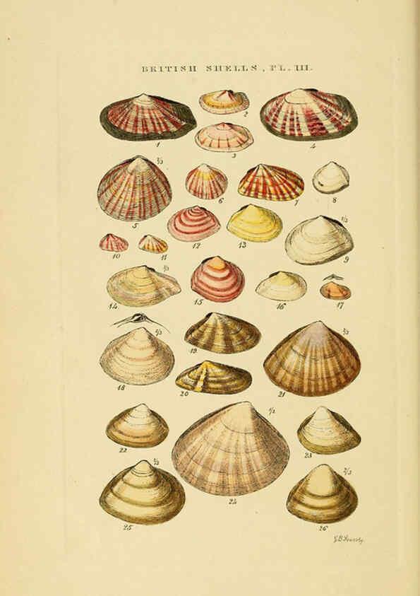 Reproducción/Reproduction 6058587439: Illustrated index of British shells London :Simpkin, Marshall, and Co., and the Author,1859