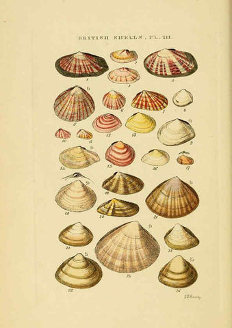 Reproducción/Reproduction 6058587439: Illustrated index of British shells London :Simpkin, Marshall, and Co., and the Author,1859
