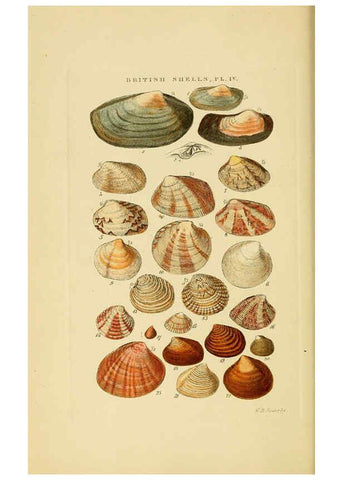Reproducción/Reproduction 6059135430: Illustrated index of British shells London :Simpkin, Marshall, and Co., and the Author,1859