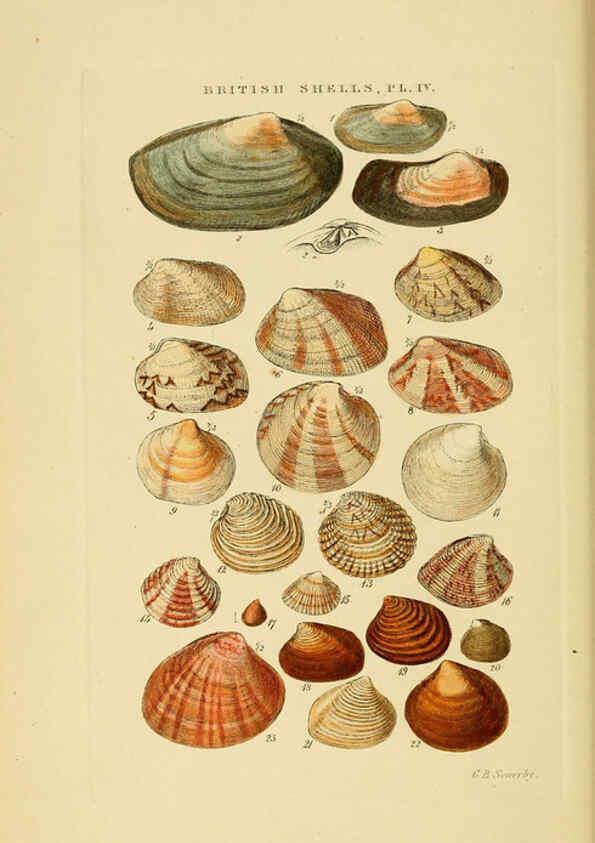Reproducción/Reproduction 6059135430: Illustrated index of British shells London :Simpkin, Marshall, and Co., and the Author,1859