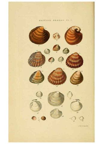 Reproducción/Reproduction 6059135624: Illustrated index of British shells London :Simpkin, Marshall, and Co., and the Author,1859
