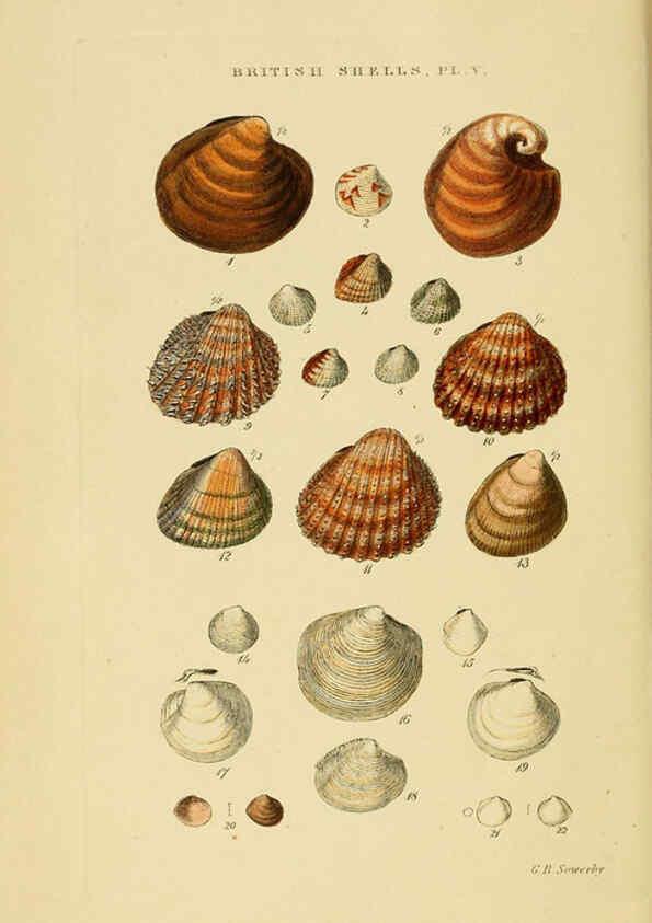 Reproducción/Reproduction 6059135624: Illustrated index of British shells London :Simpkin, Marshall, and Co., and the Author,1859