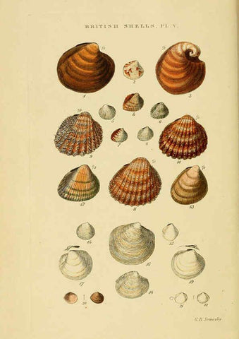 Reproducción/Reproduction 6059135624: Illustrated index of British shells London :Simpkin, Marshall, and Co., and the Author,1859