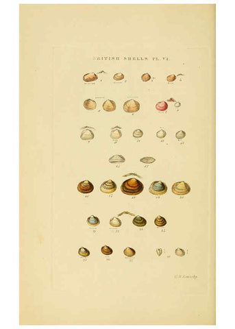 Reproducción/Reproduction 6059135842: Illustrated index of British shells London :Simpkin, Marshall, and Co., and the Author,1859