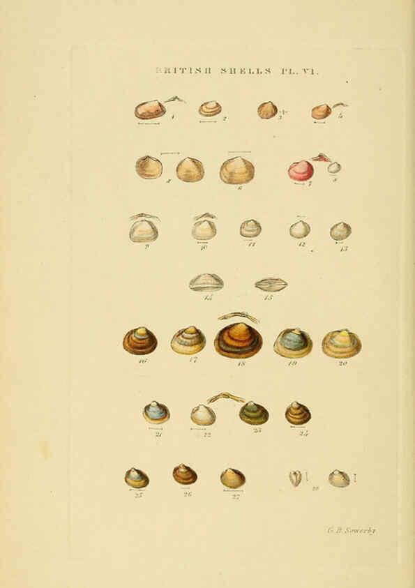 Reproducción/Reproduction 6059135842: Illustrated index of British shells London :Simpkin, Marshall, and Co., and the Author,1859
