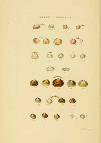 Reproducción/Reproduction 6059135842: Illustrated index of British shells London :Simpkin, Marshall, and Co., and the Author,1859