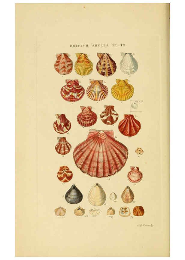 Reproducción/Reproduction 6058588495: Illustrated index of British shells London :Simpkin, Marshall, and Co., and the Author,1859