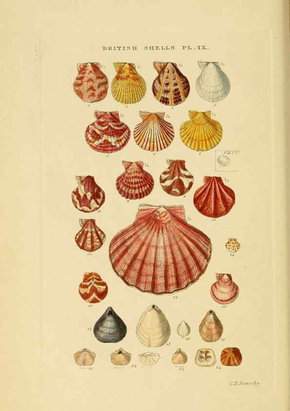 Reproducción/Reproduction 6058588495: Illustrated index of British shells London :Simpkin, Marshall, and Co., and the Author,1859