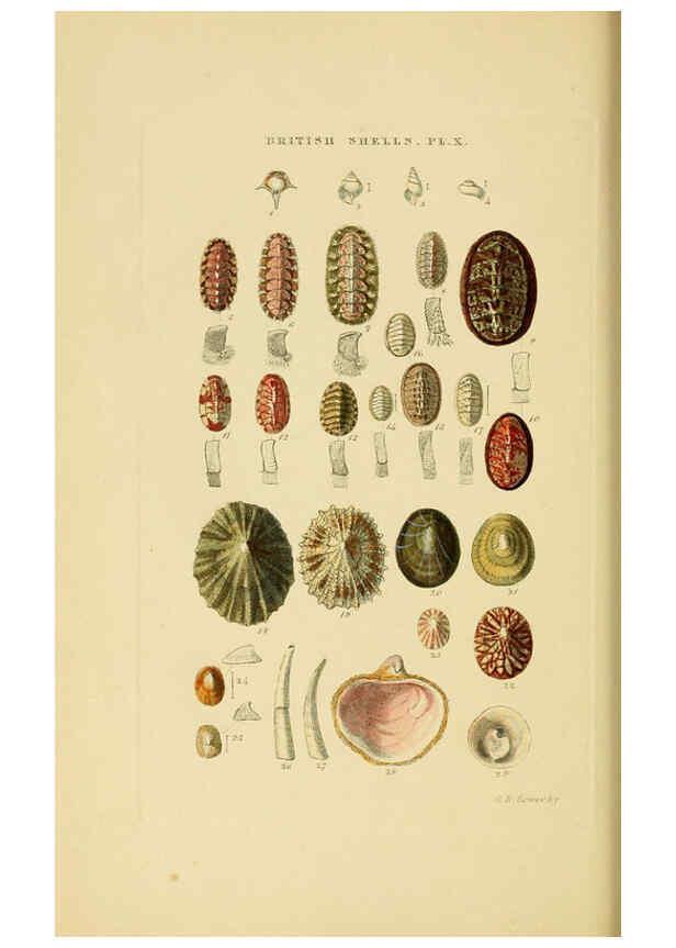Reproducción/Reproduction 6059136508: Illustrated index of British shells London :Simpkin, Marshall, and Co., and the Author,1859