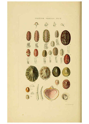 Reproducción/Reproduction 6059136508: Illustrated index of British shells London :Simpkin, Marshall, and Co., and the Author,1859