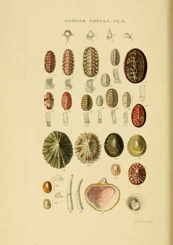 Reproducción/Reproduction 6059136508: Illustrated index of British shells London :Simpkin, Marshall, and Co., and the Author,1859