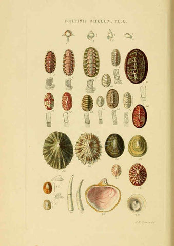 Reproducción/Reproduction 6059136508: Illustrated index of British shells London :Simpkin, Marshall, and Co., and the Author,1859