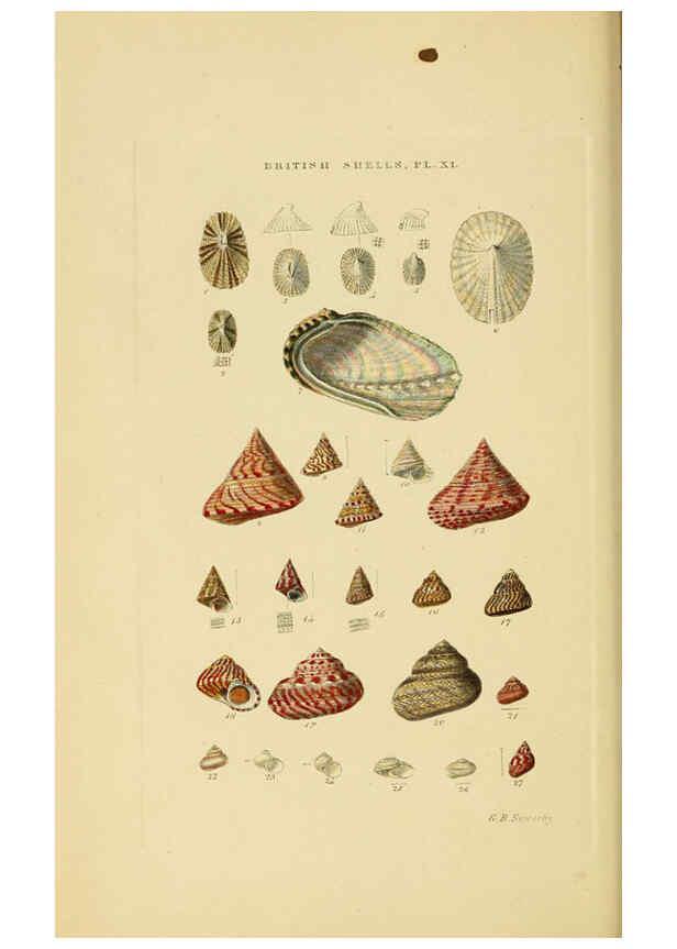 Reproducción/Reproduction 6059136648: Illustrated index of British shells London :Simpkin, Marshall, and Co., and the Author,1859