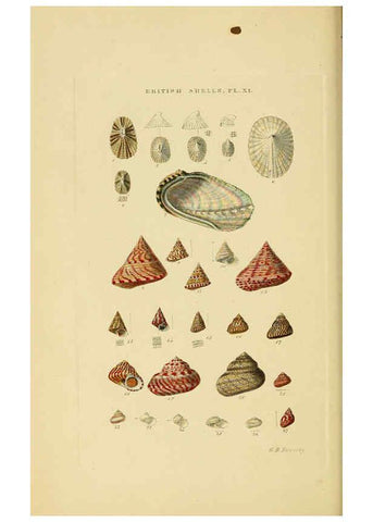 Reproducción/Reproduction 6059136648: Illustrated index of British shells London :Simpkin, Marshall, and Co., and the Author,1859