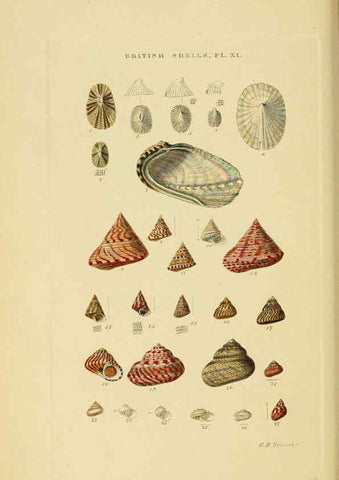 Reproducción/Reproduction 6059136648: Illustrated index of British shells London :Simpkin, Marshall, and Co., and the Author,1859