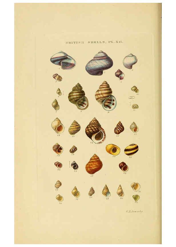 Reproducción/Reproduction 6058589003: Illustrated index of British shells London :Simpkin, Marshall, and Co., and the Author,1859