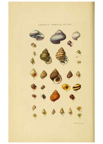 Reproducción/Reproduction 6058589003: Illustrated index of British shells London :Simpkin, Marshall, and Co., and the Author,1859