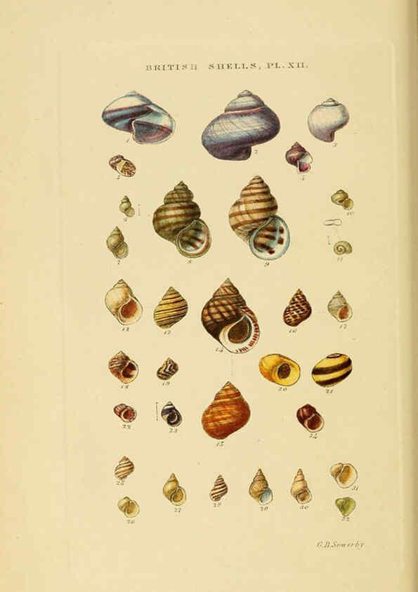 Reproducción/Reproduction 6058589003: Illustrated index of British shells London :Simpkin, Marshall, and Co., and the Author,1859