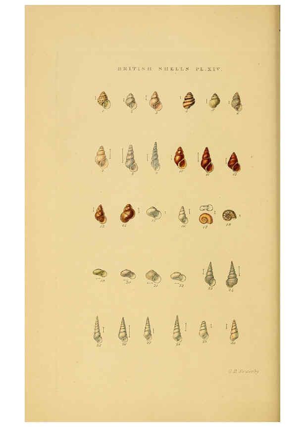 Reproducción/Reproduction 6058589353: Illustrated index of British shells London :Simpkin, Marshall, and Co., and the Author,1859