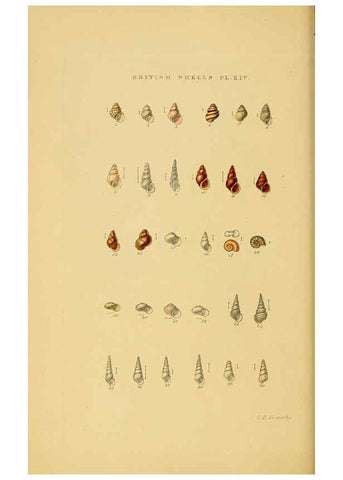 Reproducción/Reproduction 6058589353: Illustrated index of British shells London :Simpkin, Marshall, and Co., and the Author,1859
