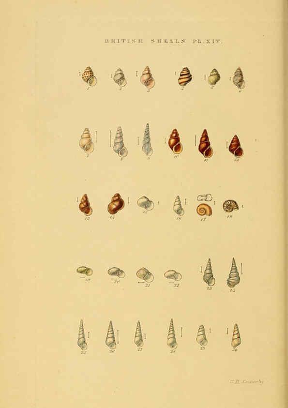Reproducción/Reproduction 6058589353: Illustrated index of British shells London :Simpkin, Marshall, and Co., and the Author,1859