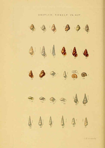 Reproducción/Reproduction 6058589353: Illustrated index of British shells London :Simpkin, Marshall, and Co., and the Author,1859