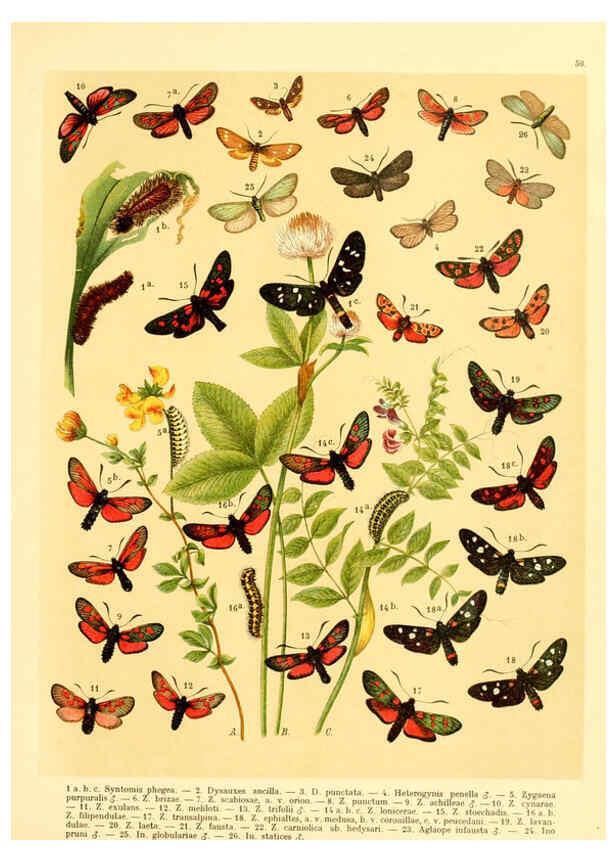 Reproducción/Reproduction 6058533745: Fr. Berge's Schmetterlingsbuch nach dem gegenwärtigen Stande der Lepidopterologie neu bearb. und hrsg. von Professor Dr. H. Rebel ... Stuttgart,E. Schweizerbart,1910