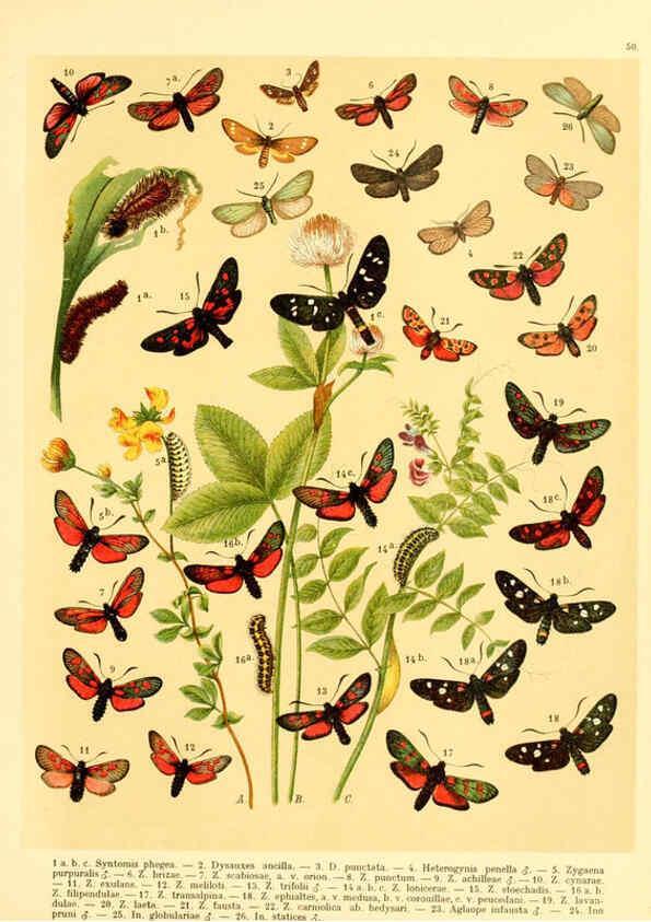Reproducción/Reproduction 6058533745: Fr. Berge's Schmetterlingsbuch nach dem gegenwärtigen Stande der Lepidopterologie neu bearb. und hrsg. von Professor Dr. H. Rebel ... Stuttgart,E. Schweizerbart,1910