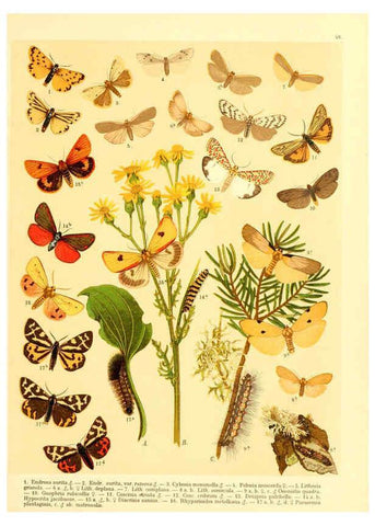 Reproducción/Reproduction 6059081816: Fr. Berge's Schmetterlingsbuch nach dem gegenwärtigen Stande der Lepidopterologie neu bearb. und hrsg. von Professor Dr. H. Rebel ... Stuttgart,E. Schweizerbart,1910