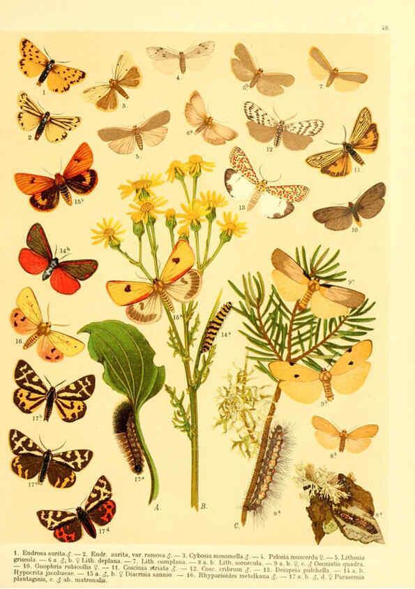 Reproducción/Reproduction 6059081816: Fr. Berge's Schmetterlingsbuch nach dem gegenwärtigen Stande der Lepidopterologie neu bearb. und hrsg. von Professor Dr. H. Rebel ... Stuttgart,E. Schweizerbart,1910