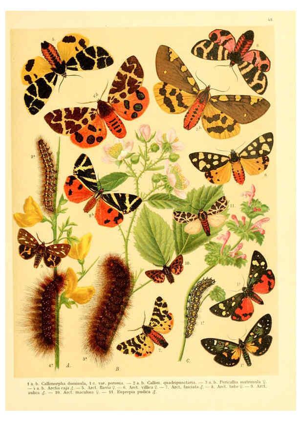 Reproducción/Reproduction 6058533349: Fr. Berge's Schmetterlingsbuch nach dem gegenwärtigen Stande der Lepidopterologie neu bearb. und hrsg. von Professor Dr. H. Rebel ... Stuttgart,E. Schweizerbart,1910