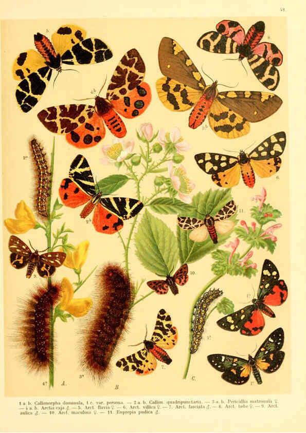 Reproducción/Reproduction 6058533349: Fr. Berge's Schmetterlingsbuch nach dem gegenwärtigen Stande der Lepidopterologie neu bearb. und hrsg. von Professor Dr. H. Rebel ... Stuttgart,E. Schweizerbart,1910
