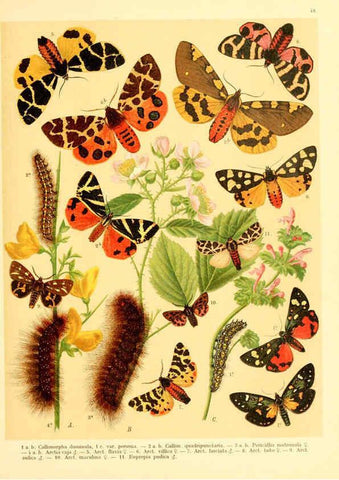 Reproducción/Reproduction 6058533349: Fr. Berge's Schmetterlingsbuch nach dem gegenwärtigen Stande der Lepidopterologie neu bearb. und hrsg. von Professor Dr. H. Rebel ... Stuttgart,E. Schweizerbart,1910