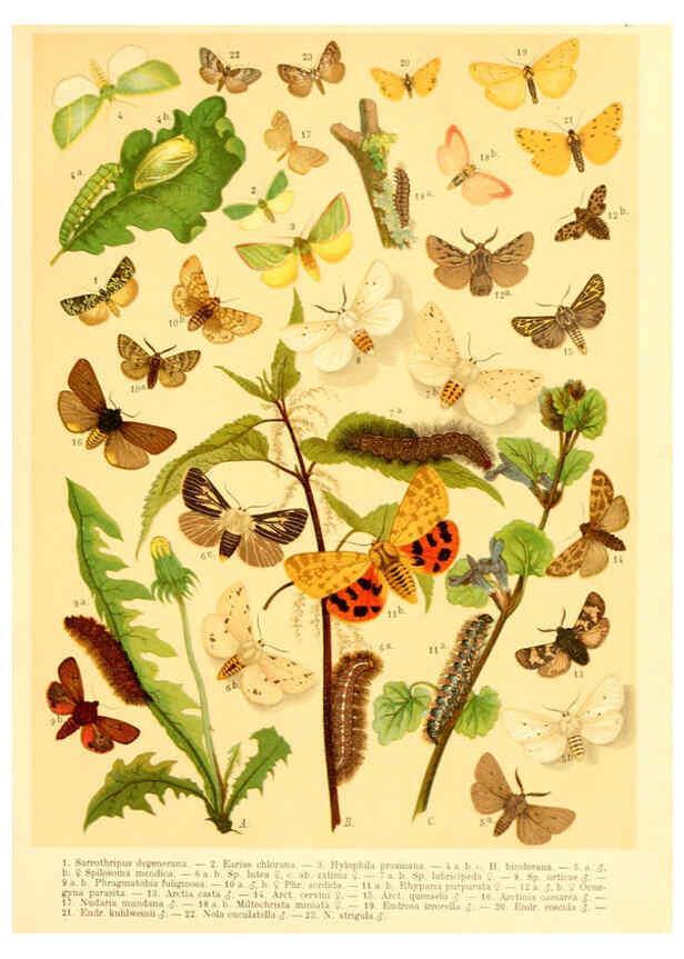 Reproducción/Reproduction 6058533177: Fr. Berge's Schmetterlingsbuch nach dem gegenwärtigen Stande der Lepidopterologie neu bearb. und hrsg. von Professor Dr. H. Rebel ... Stuttgart,E. Schweizerbart,1910