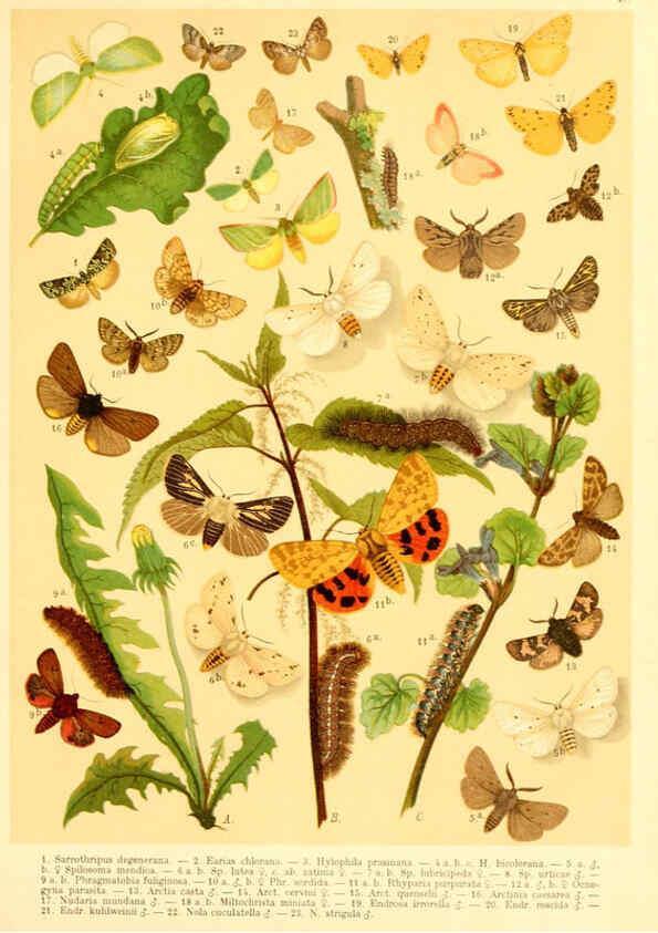 Reproducción/Reproduction 6058533177: Fr. Berge's Schmetterlingsbuch nach dem gegenwärtigen Stande der Lepidopterologie neu bearb. und hrsg. von Professor Dr. H. Rebel ... Stuttgart,E. Schweizerbart,1910
