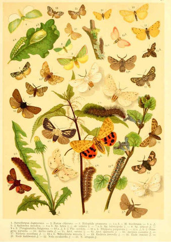 Reproducción/Reproduction 6058533177: Fr. Berge's Schmetterlingsbuch nach dem gegenwärtigen Stande der Lepidopterologie neu bearb. und hrsg. von Professor Dr. H. Rebel ... Stuttgart,E. Schweizerbart,1910